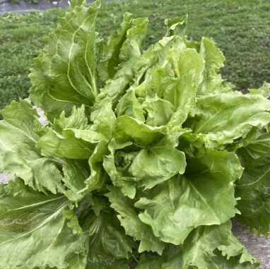 Endīvija 'Cornet d'Anjou'